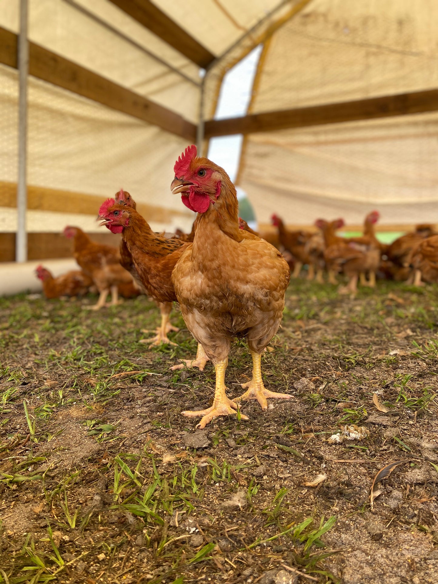 Pasture Pure Chicken Box