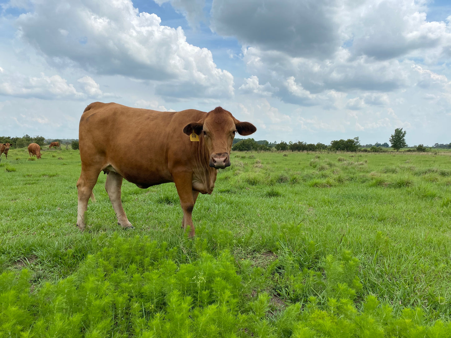 Grass Fed Ground Beef