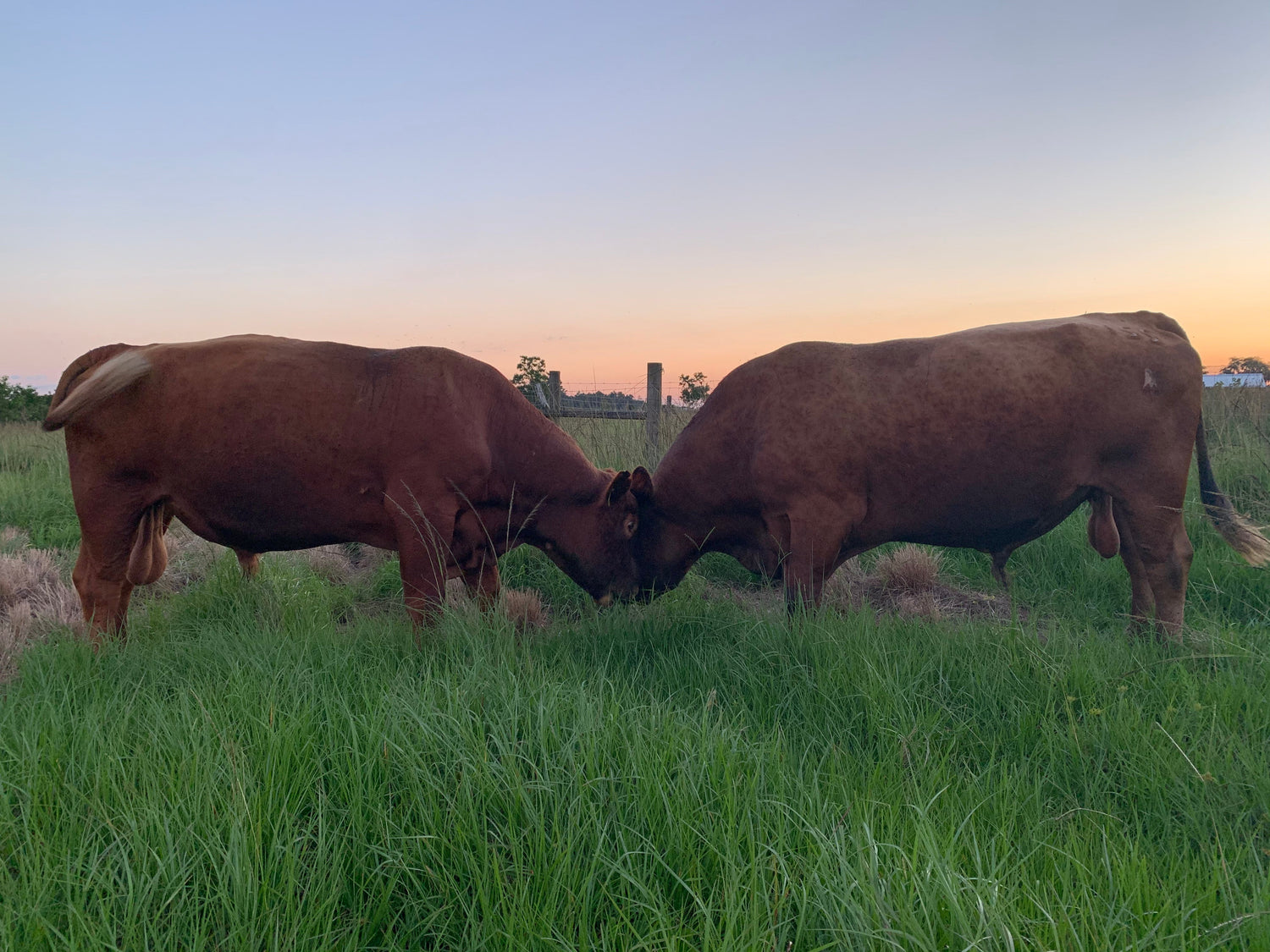 Beef Products