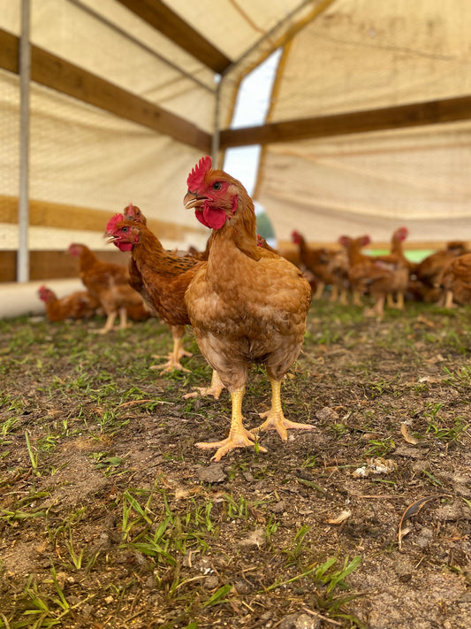 Pasture Pure Chicken Box